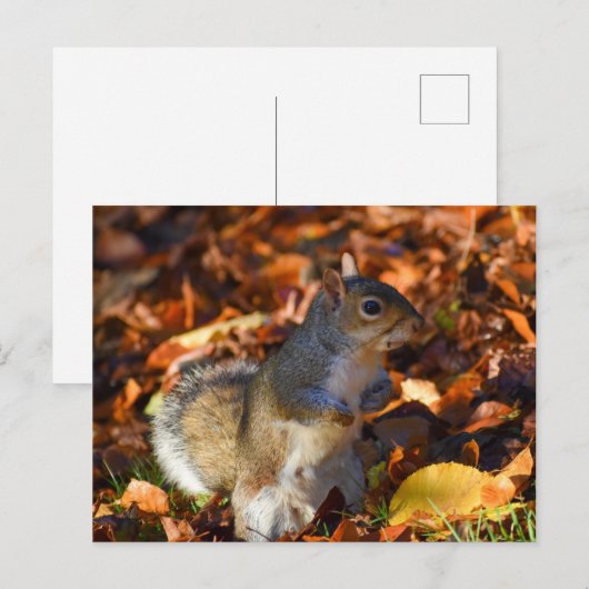 Autumn Squirrel Briefkaart (Voorkant / Achterkant)