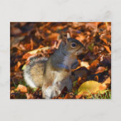Autumn Squirrel Briefkaart (Voorkant)