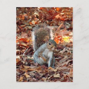 Autumn Squirrel Briefkaart