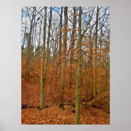 Autumn Stream Poster (Voorkant)