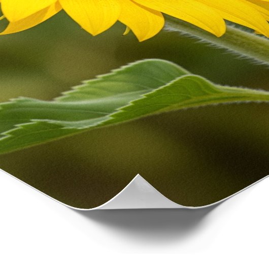 Autumn Sunflower Graphic Poster (Hoek)