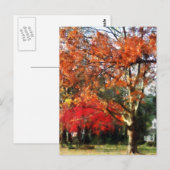 Autumn Sycamore Tree Briefkaart (Voorkant / Achterkant)