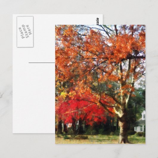 Autumn Sycamore Tree Briefkaart (Voorkant / Achterkant)