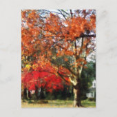 Autumn Sycamore Tree Briefkaart (Voorkant)