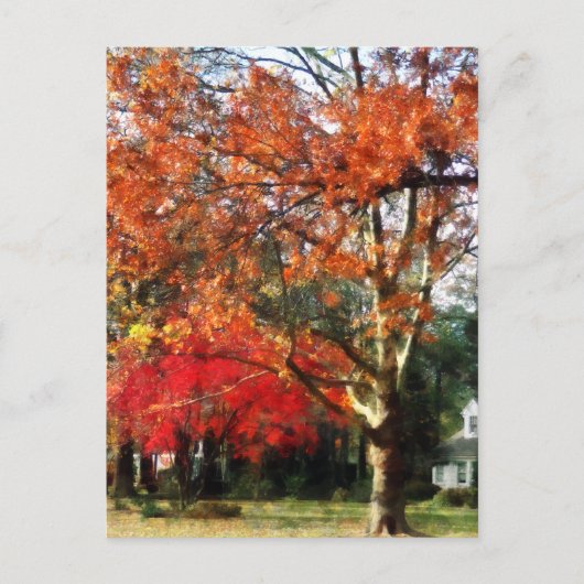 Autumn Sycamore Tree Briefkaart (Voorkant)