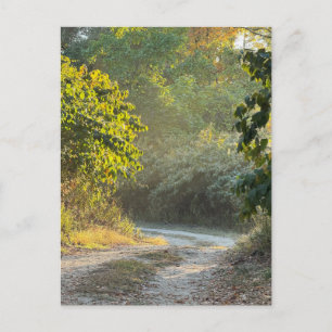 Autumn Trail Foto Briefkaart