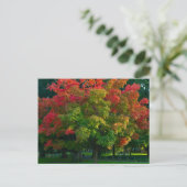 Autumn Tree in Boston Public Garden Briefkaart (Staand voorkant)