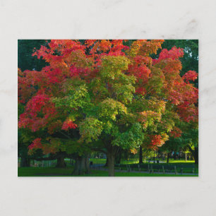 Autumn Tree in Boston Public Garden Briefkaart