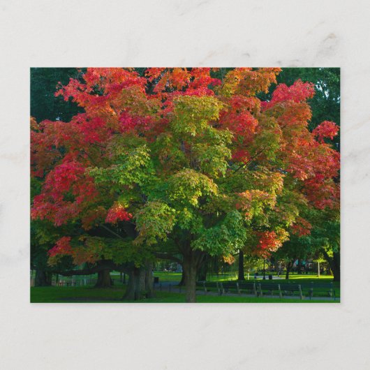 Autumn Tree in Boston Public Garden Briefkaart (Voorkant)