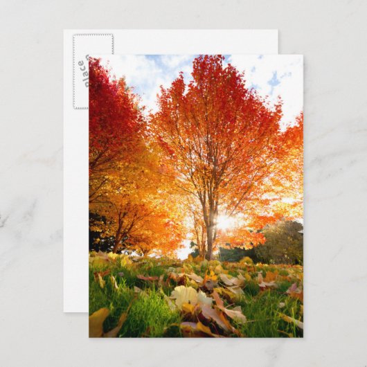 Autumn Trees Briefkaart (Voorkant / Achterkant)