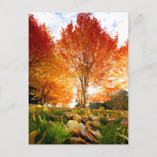 Autumn Trees Briefkaart