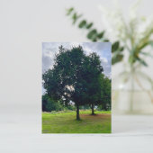 Autumn trees briefkaart (Staand voorkant)