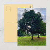 Autumn trees briefkaart (Voorkant / Achterkant)
