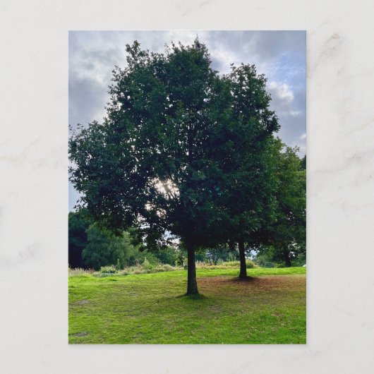 Autumn trees briefkaart (Voorkant)