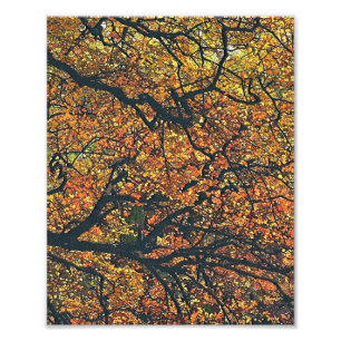 AUTUMN TREES FOTO AFDRUK