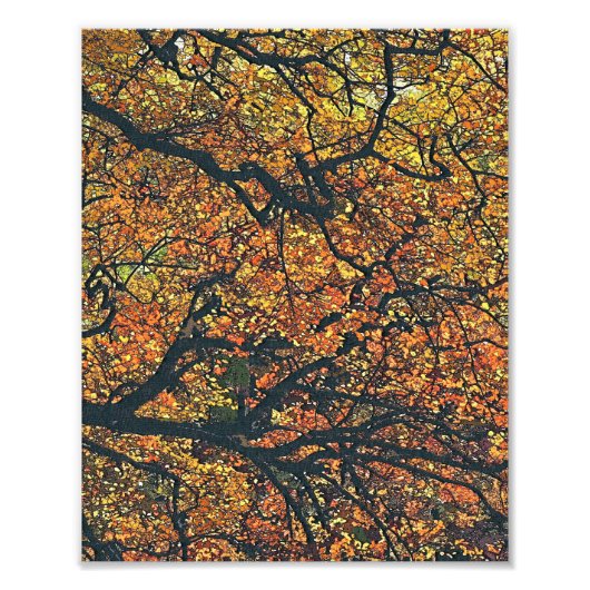 AUTUMN TREES FOTO AFDRUK (Voorkant)