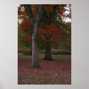 Autumn Trees Foto Poster