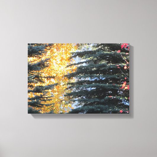 Autumn Trees in Whistler, B.C. Canvas Afdruk (Voorkant)