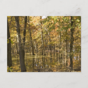 Autumn Trees nabij een meer Briefkaart