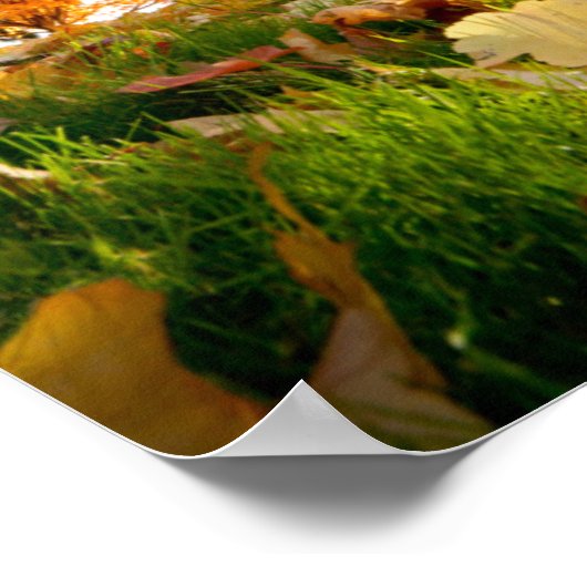 Autumn Trees Poster (Hoek)