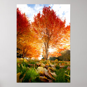 Autumn Trees Poster