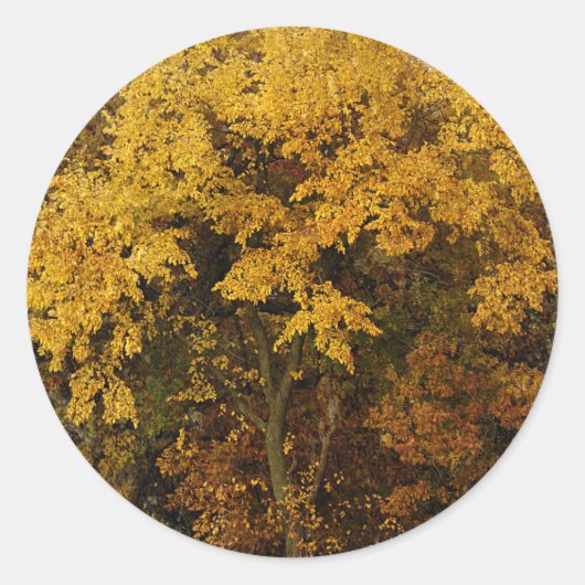 Autumn Trees Ronde Sticker (Voorkant)