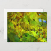 Autumn Vision Briefkaart (Voorkant / Achterkant)