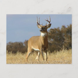 Autumn Whitetail Buck Briefkaart