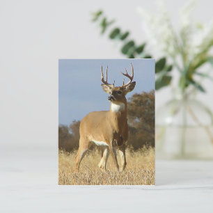Autumn Whitetail Buck Briefkaart