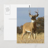 Autumn Whitetail Buck Briefkaart (Voorkant / Achterkant)