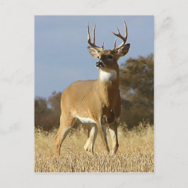 Autumn Whitetail Buck Briefkaart