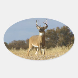 Autumn Whitetail Buck Ovale Sticker