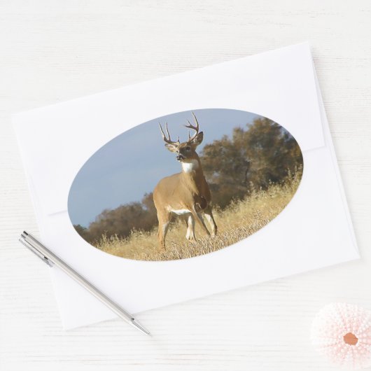Autumn Whitetail Buck Ovale Sticker (Envelop)