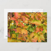 Autumn wilde wijnstokbladeren briefkaart (Voorkant / Achterkant)