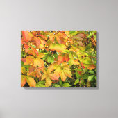 Autumn wilde wijnstokbladeren canvas afdruk (Voorkant)