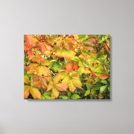 Autumn wilde wijnstokbladeren canvas afdruk