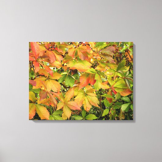 Autumn wilde wijnstokbladeren canvas afdruk (Voorkant)