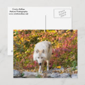 Autumn Wolf Briefkaart (Voorkant / Achterkant)