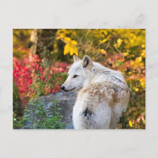 Autumn Wolf Briefkaart (Voorkant)