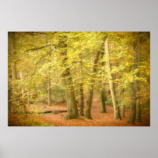 Autumn Woodland (4364) Poster (Voorkant)