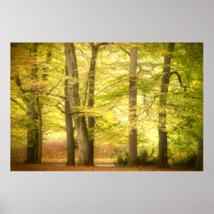 Autumn Woodland (4391) Poster