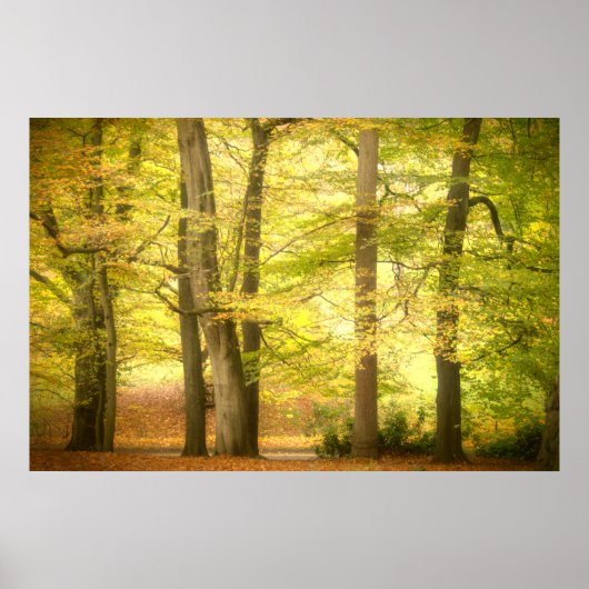 Autumn Woodland (4391) Poster (Voorkant)