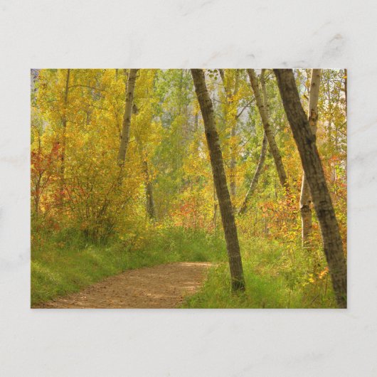 Autumn Woodlands Briefkaart (Voorkant)