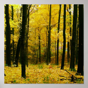 Autumn Yellow Forest Poster