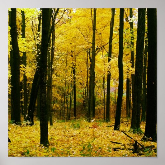 Autumn Yellow Forest Poster (Voorkant)