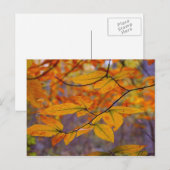 Autumn Yellow Leaves Briefkaart (Voorkant / Achterkant)
