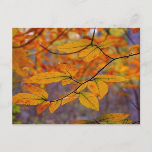 Autumn Yellow Leaves Briefkaart (Voorkant)