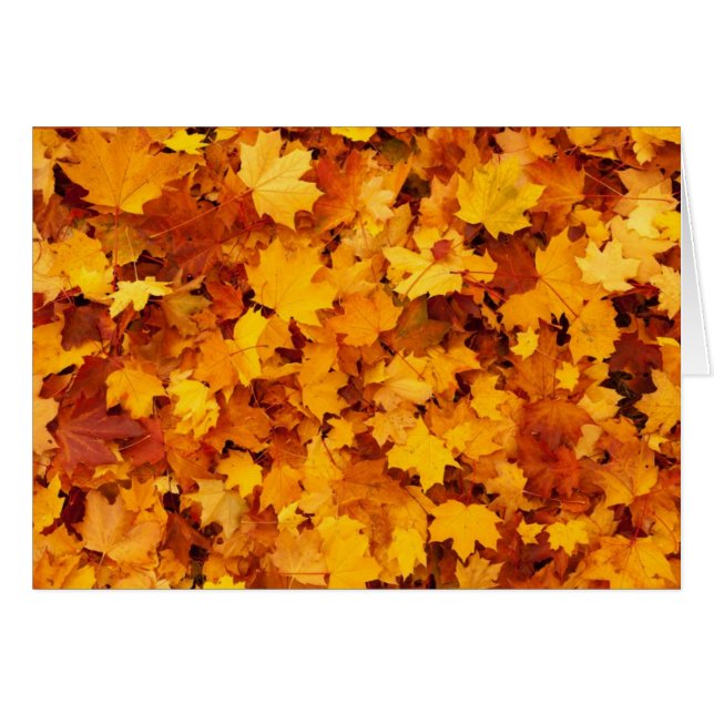 Autumn Yellow Maple Leaves (Voorkant Horizontaal)
