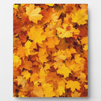 Autumn Yellow Maple Leaves Fotoplaat