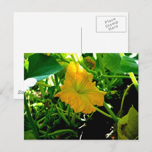 " Autumn Yellow Squash Blossom " Briefkaart (Voorkant / Achterkant)